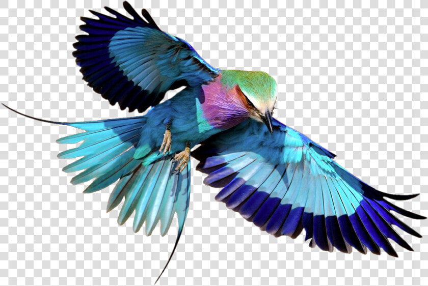 Lilac breasted Roller Transparent Png Image   Flying Lilac Breasted Roller  Png DownloadTransparent PNG
