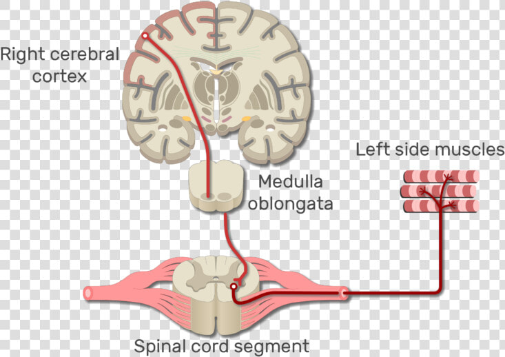 Sensory Pathway From Skin To Cerebrum  HD Png DownloadTransparent PNG