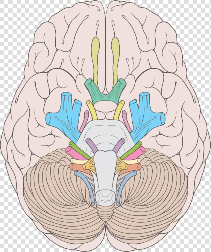 Cranial Nerves Ventral View  HD Png DownloadTransparent PNG