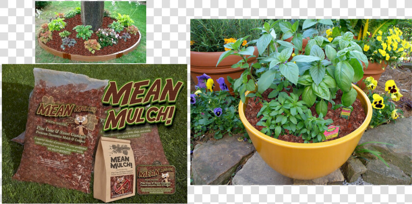 Mean Mulch Is Dark And Rich  And Smells Fantastic   Basil Growing  HD Png DownloadTransparent PNG
