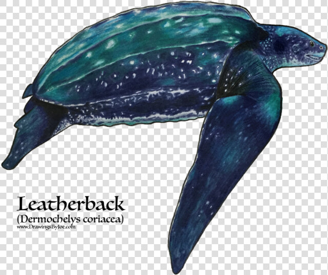 Drawing Of A Leatherback Sea Turtle  HD Png DownloadTransparent PNG