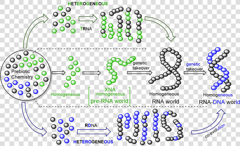 Rna Png  Transparent PngTransparent PNG