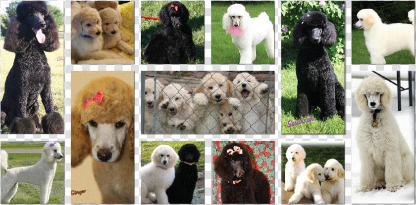 Artboard   Standard Poodle  HD Png DownloadTransparent PNG