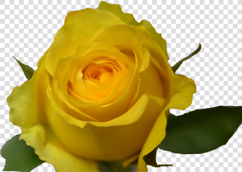 Floribunda  HD Png DownloadTransparent PNG