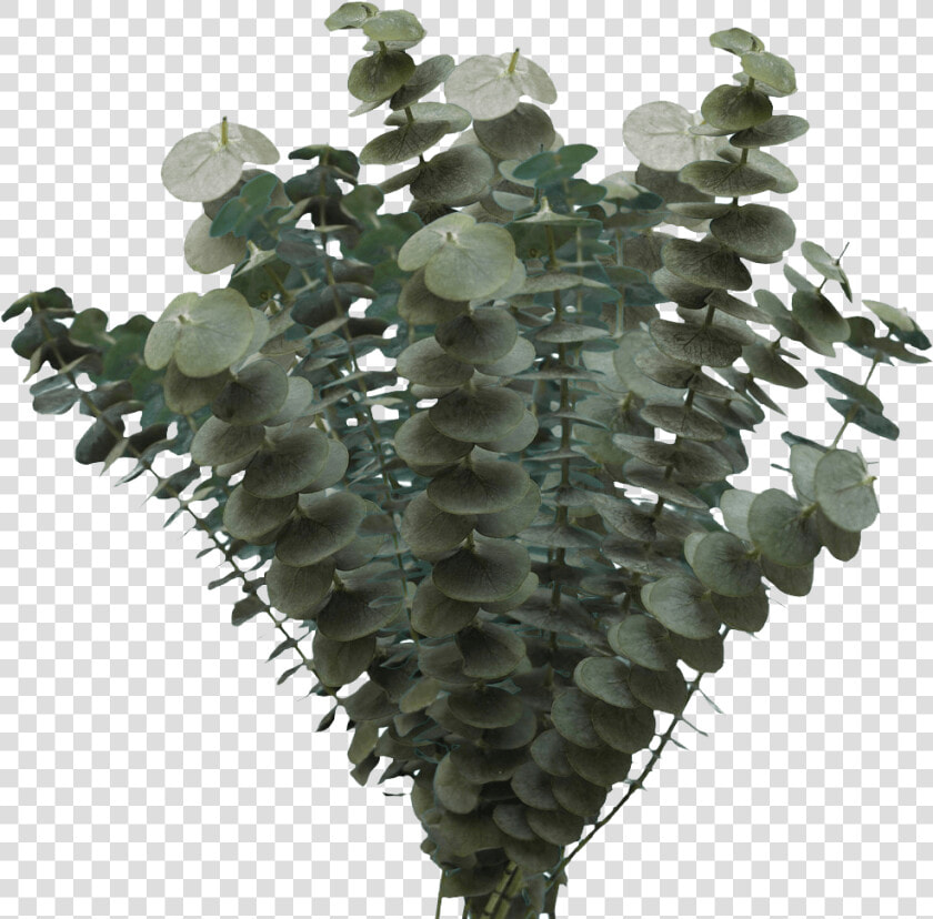 Houseplant  HD Png DownloadTransparent PNG