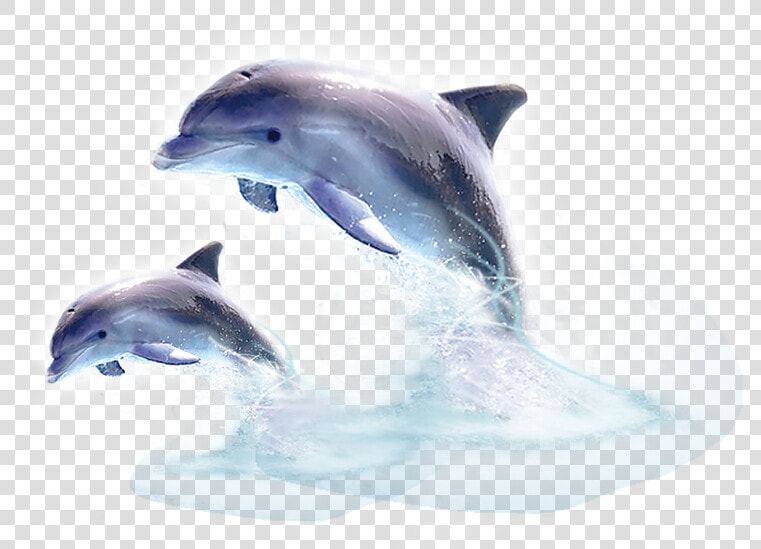 Jumping Out Of The Water  HD Png DownloadTransparent PNG
