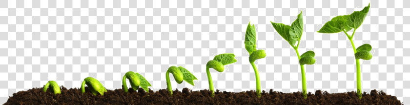 Growing Plant Png  Transparent PngTransparent PNG