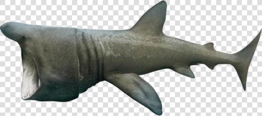 Basking Shark   Png Download   Basking Shark No Background  Transparent PngTransparent PNG