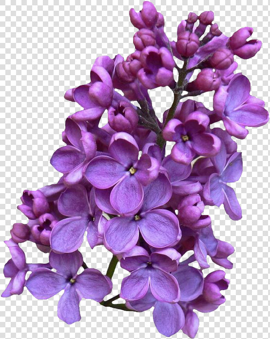 Lilac Png Clipart   Lilac Png  Transparent PngTransparent PNG