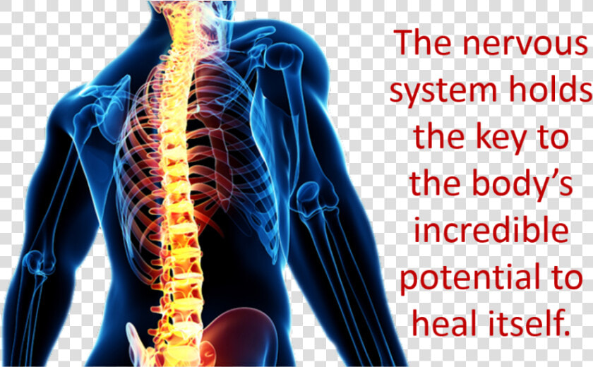 Key   Nervous System Holds The Key  HD Png DownloadTransparent PNG