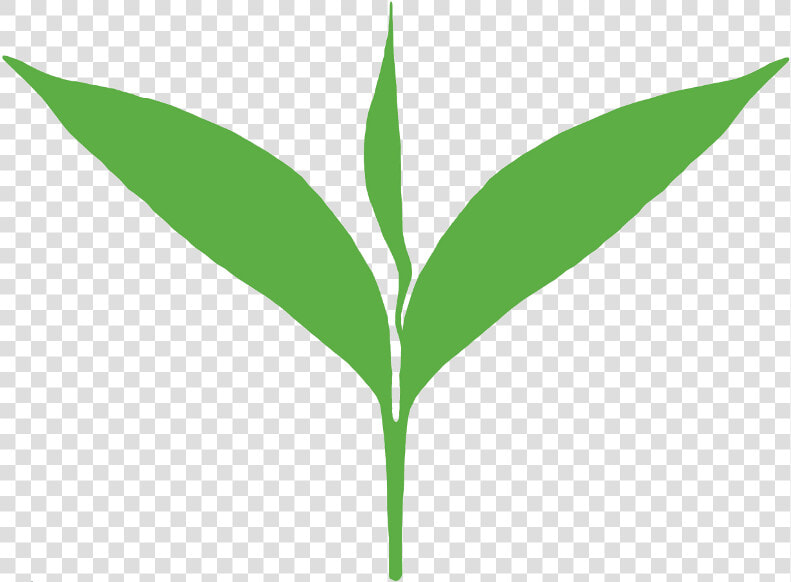 Clipart Leaves Green Tea Leaf   Tea Leaf Clipart Png  Transparent PngTransparent PNG