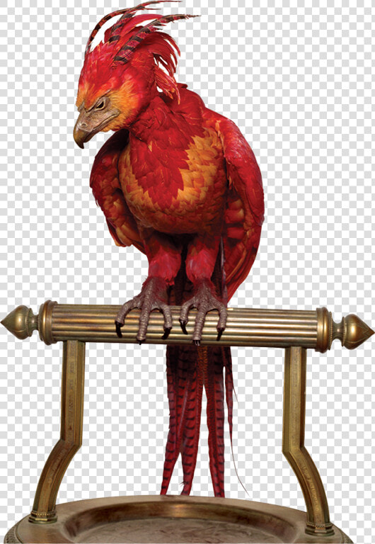 Harry Potter  Fawkes  And Fenix Image   Phoenix Harry Potter  HD Png DownloadTransparent PNG