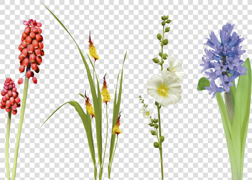 Transparent Flower Overlay Png   Hyacinth  Png DownloadTransparent PNG