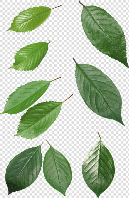 Birch woody Plant flowering Plant swamp Birch beech elm elm   Green Leaf Transparent Background  HD Png DownloadTransparent PNG
