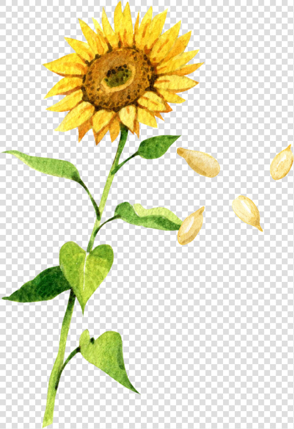 Sunflower Petals Falling Drawing  HD Png DownloadTransparent PNG