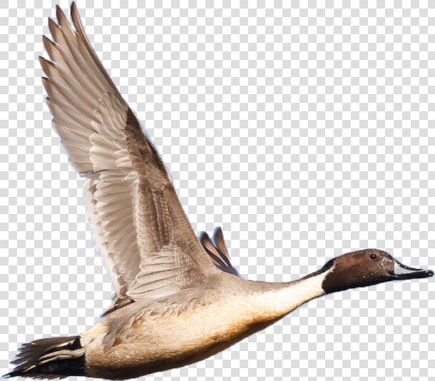 Wetland Birds Png  Transparent PngTransparent PNG