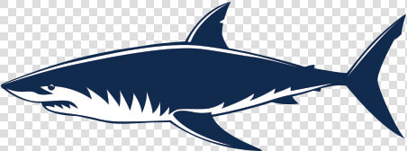 Requiem Sharks Great White Shark Shark Jaws   Shark Vector Png  Transparent PngTransparent PNG