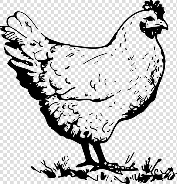 Lineart chicken   Chicken Black And White Clipart  HD Png DownloadTransparent PNG
