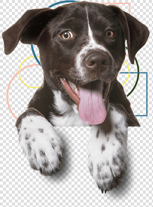 Dog Getting Groomed   Dog Png Transparent  Png DownloadTransparent PNG
