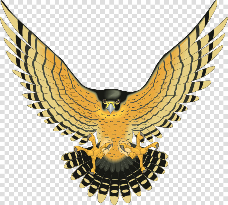 Transparent Bird Vector Png   Yellow Birds Of Prey  Png DownloadTransparent PNG
