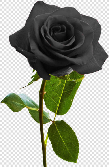 Logo Draft   Png Rose With Stem  Transparent PngTransparent PNG