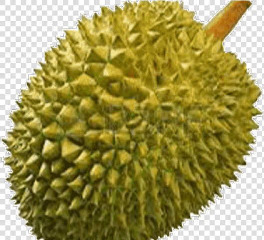 Durian Png  Transparent PngTransparent PNG