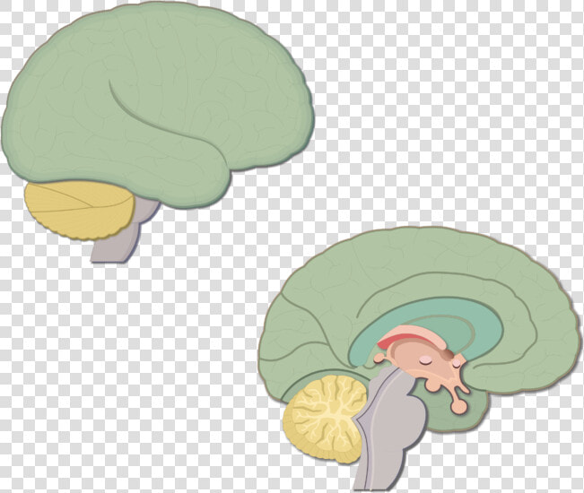 An Image Showing The Lateral And Sagittal View Of The   Brain Sagittal Cartoon  HD Png DownloadTransparent PNG