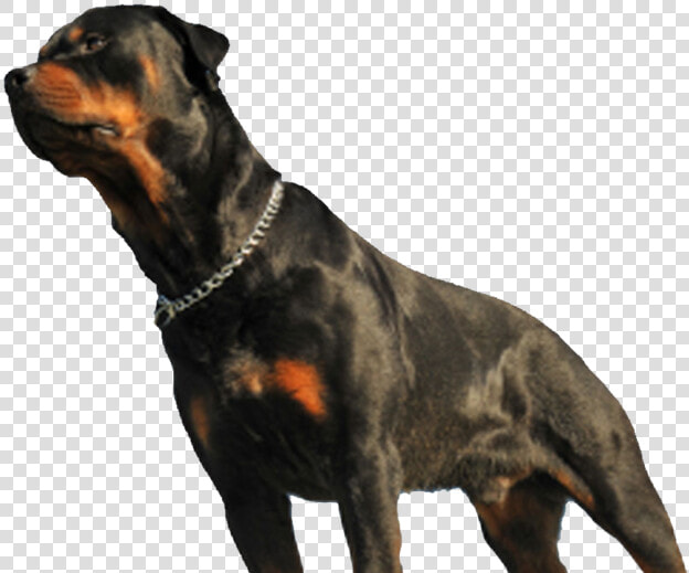 Perro Rottweiler Png  Transparent PngTransparent PNG
