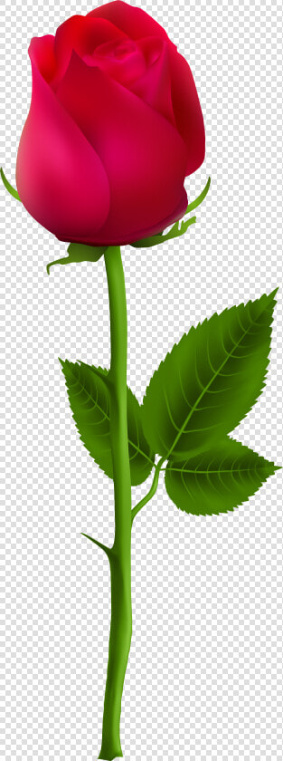 Rose Stem Graphic   Beautiful Rose Single Flower  HD Png DownloadTransparent PNG