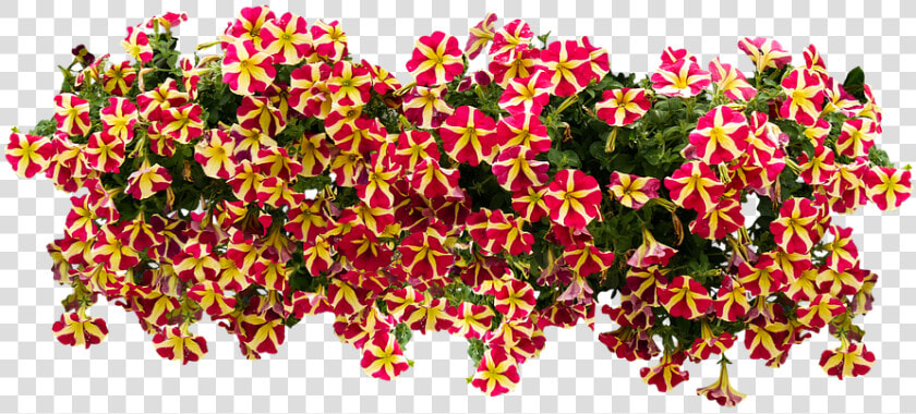 American Flowers Image Png   Png Download   Petunia Png  Transparent PngTransparent PNG