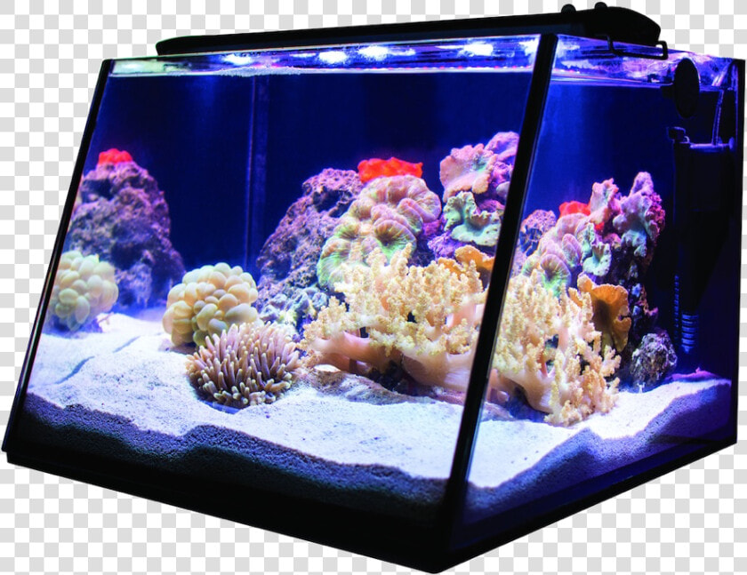 Lifegard Aquatics Full View Aquarium Reef  HD Png DownloadTransparent PNG