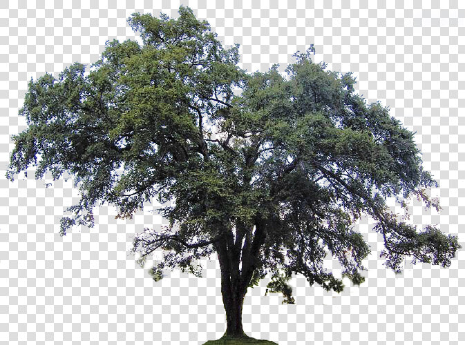 Ulmus Americana Southern Live Oak Tree Crab Clip Art   Live Oak Png  Transparent PngTransparent PNG