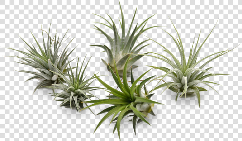 Agave  HD Png DownloadTransparent PNG