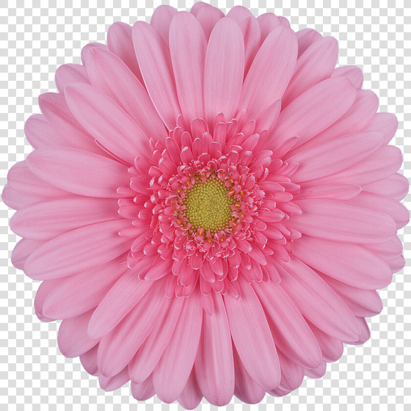 Daisy Gerbera Flowers Png  Transparent PngTransparent PNG