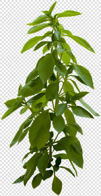 Plant  Green  Leaves  Leaf  Spring  Summer  Nature   Portable Network Graphics  HD Png DownloadTransparent PNG