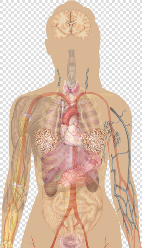 Human Body Integumentary System Diagram  HD Png DownloadTransparent PNG