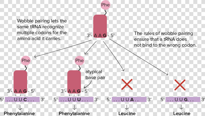 Trna Reads 5 To 3  HD Png DownloadTransparent PNG