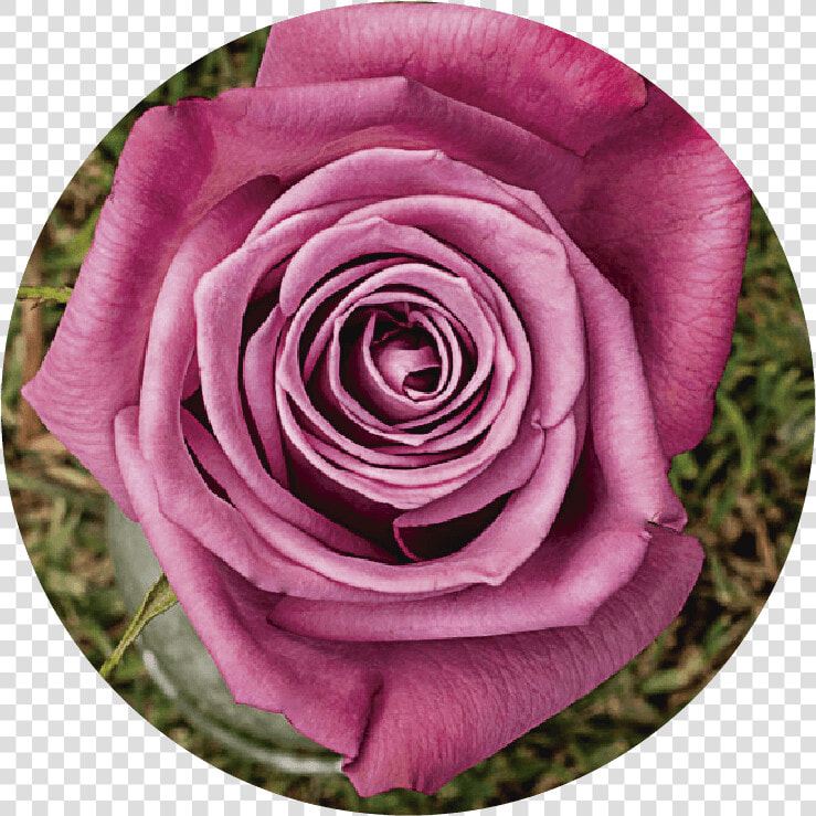 Floribunda  HD Png DownloadTransparent PNG
