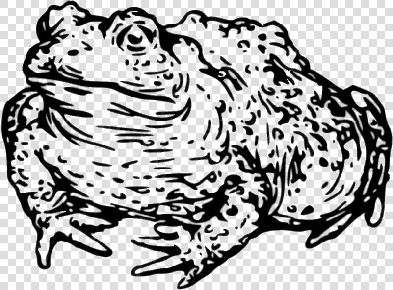Toad Drawing Black And White   Toad Head Clipart Black And White  HD Png DownloadTransparent PNG