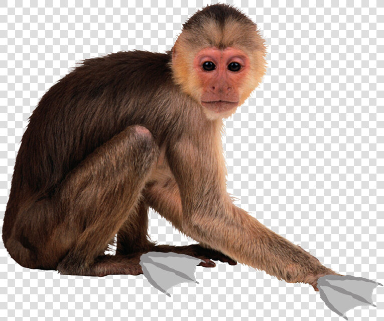Transparent Funny Monkey Png   Spider Monkey Transparent Background  Png DownloadTransparent PNG
