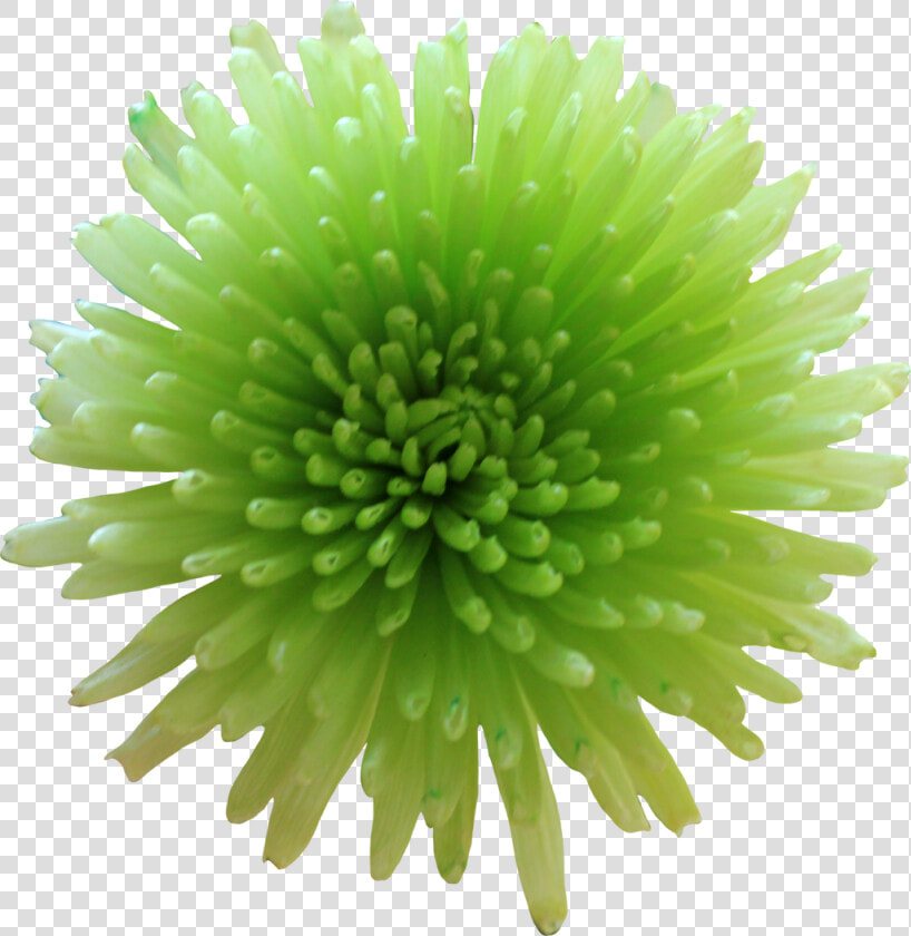 Tube Flower By Thy  HD Png DownloadTransparent PNG