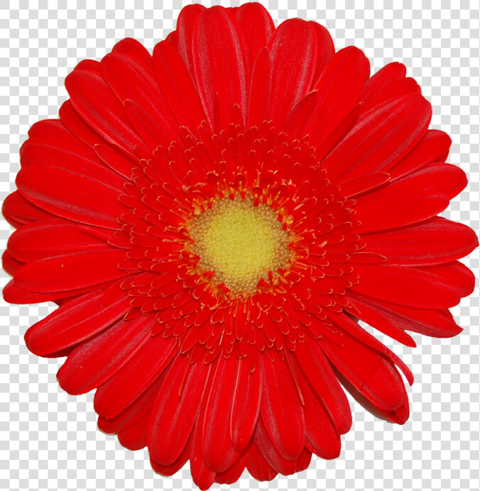 Transvaal Daisy  HD Png DownloadTransparent PNG