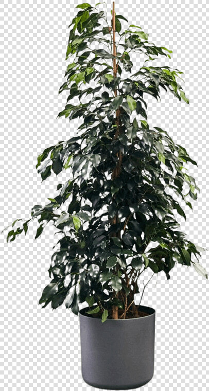 Flowerpot  HD Png DownloadTransparent PNG