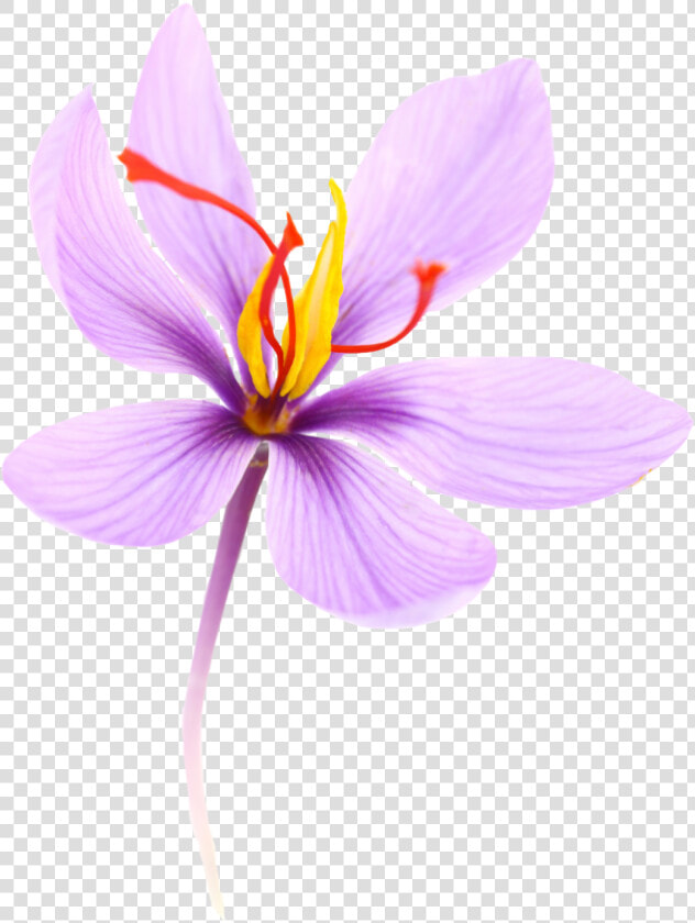 Saffron Is A Spice Coming From The Crocus Flower   Transparent Saffron Flower Clipart  HD Png DownloadTransparent PNG