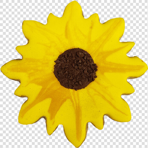 Sunflower Cookie Class   Sunflower  HD Png DownloadTransparent PNG