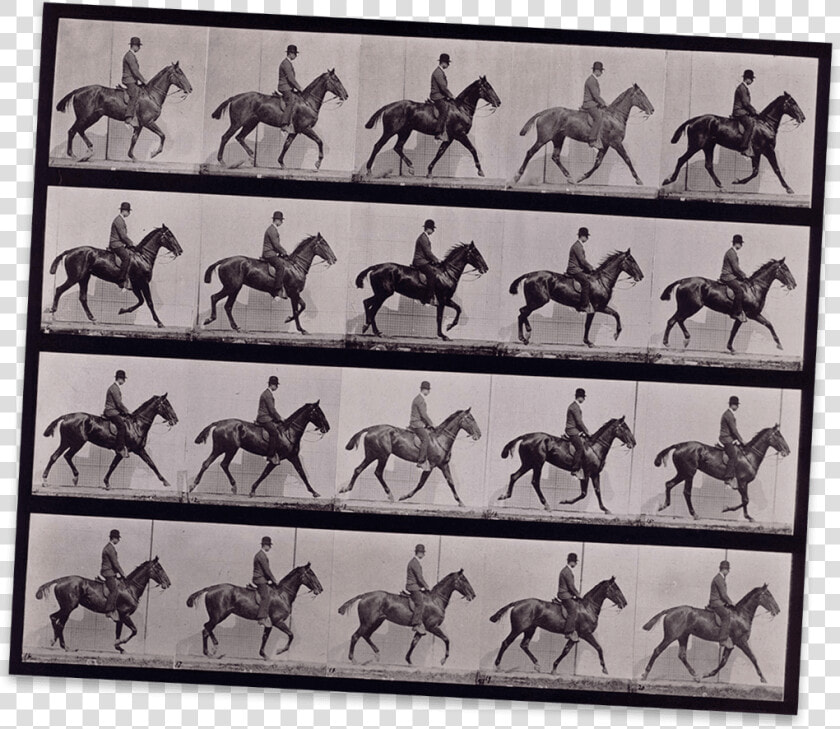 A Horse Moving Captured In Many Frames On This Contact   Daisy With Rider  HD Png DownloadTransparent PNG
