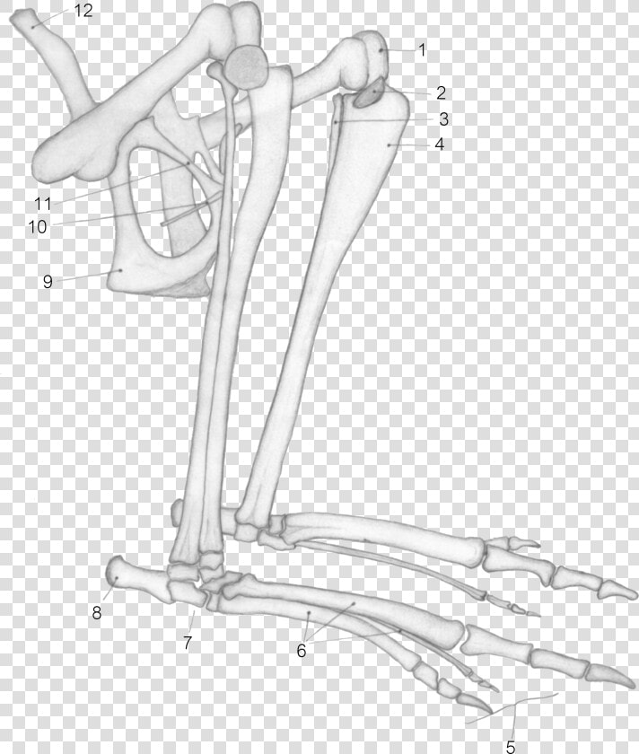 Kangaroo Tibia  HD Png DownloadTransparent PNG