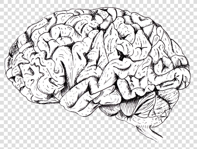 Brain Png Drawing   Brain Png  Transparent PngTransparent PNG