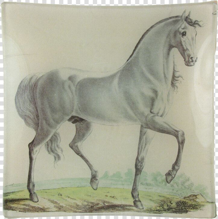 Stallion  HD Png DownloadTransparent PNG