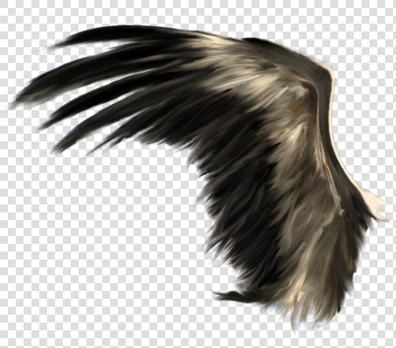 Wings Png   Realistic Black Wings Png  Transparent PngTransparent PNG
